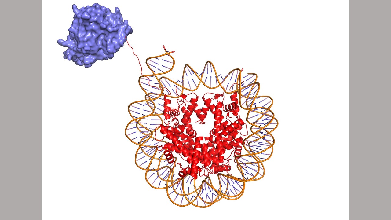 A hypothetical model of EHMT1 (blue; PDB 7T7M) methylating the H3K23 position on histone H3 (red; PDB 7AT8). Image credit: David Horsey, Johns Hopkins Medicine.